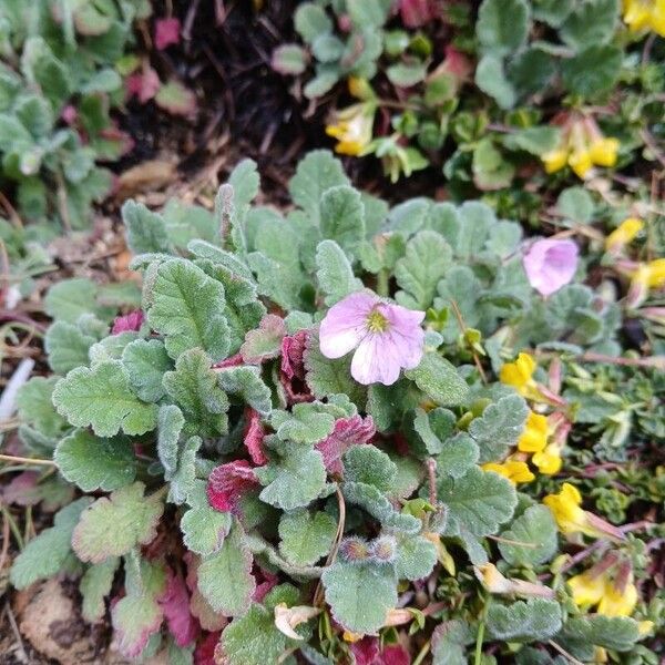 Erodium corsicum (Erodium corsicum)