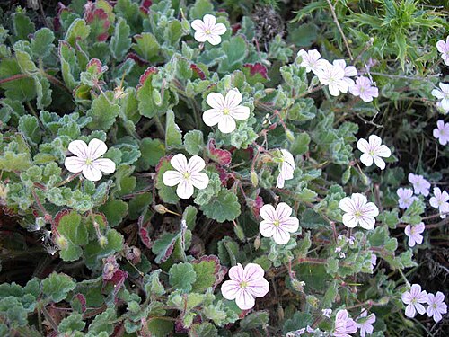 Erodium corsicum: Erodium corsicum