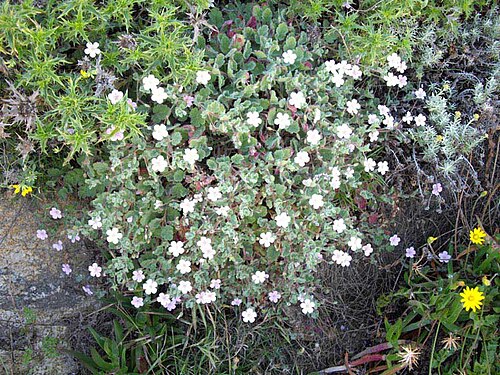 Erodium corsicum: Erodium corsicum