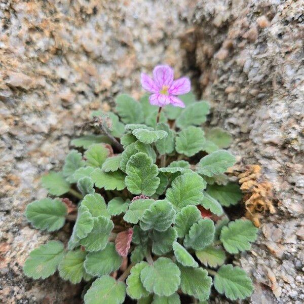 Erodium corsicum (Erodium corsicum)