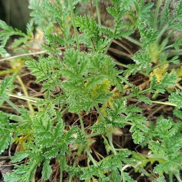 Erodium crispum (Erodium crispum)