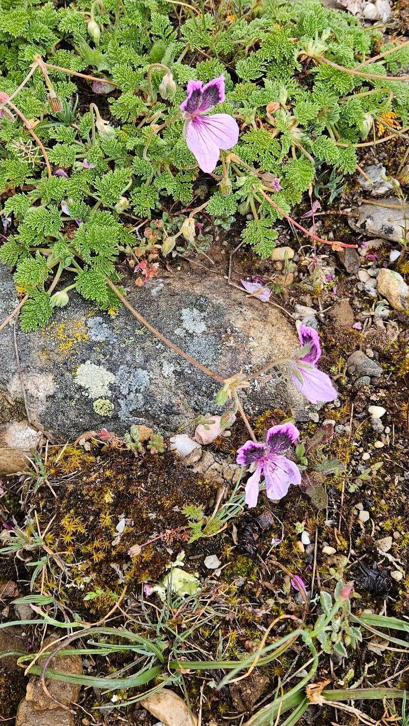 Erodium crispum (Erodium crispum)