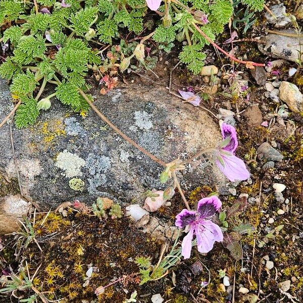Erodium crispum (Erodium crispum)