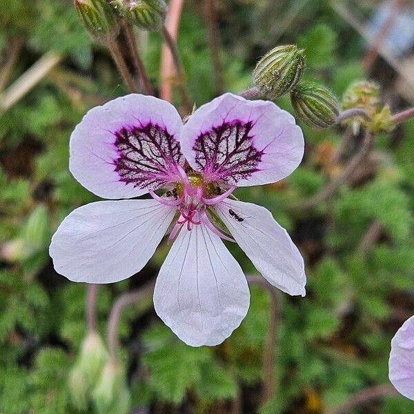 Erodium crispum (Erodium crispum)