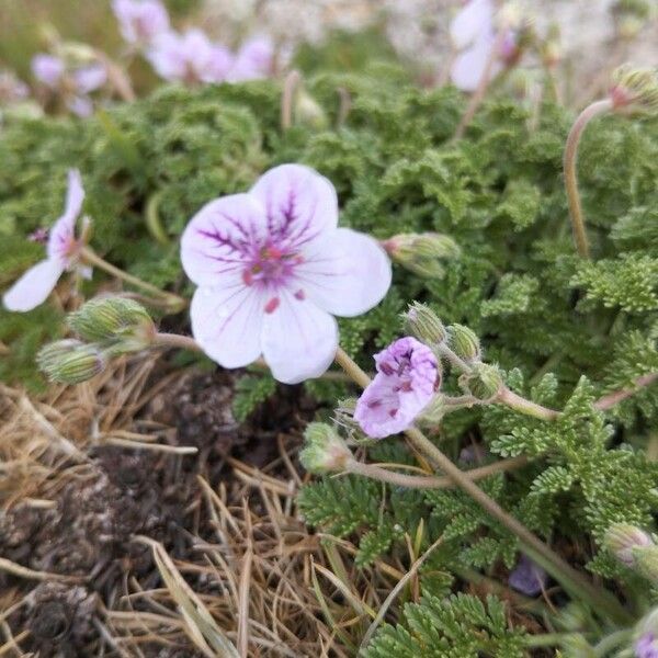 Erodium crispum (Erodium crispum)
