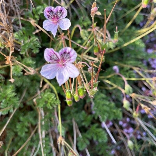 Erodium crispum (Erodium crispum)