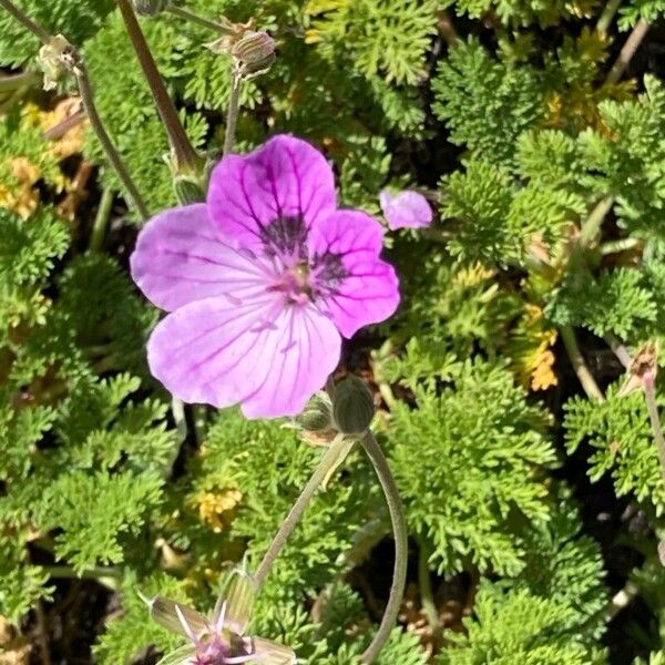 Erodium crispum (Erodium crispum)