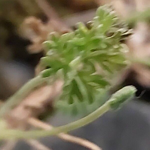 Erodium crispum (Erodium crispum)