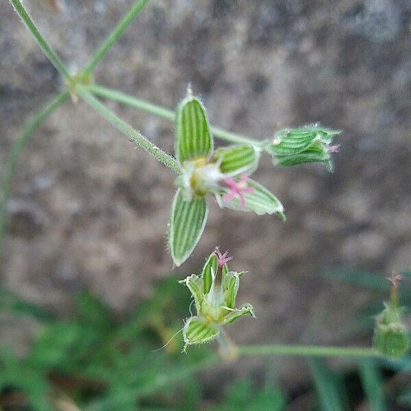 Erodium crispum (Erodium crispum)
