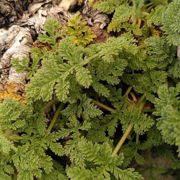 Erodium crispum (Erodium crispum)