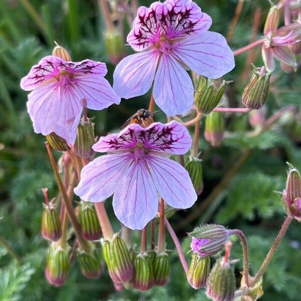 Erodium crispum (Erodium crispum)