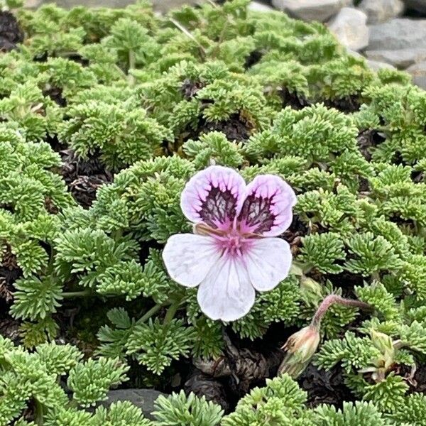 Erodium crispum (Erodium crispum)
