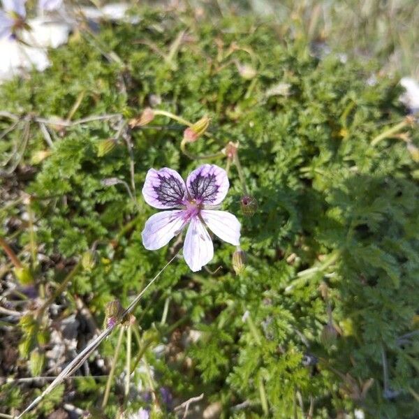 Erodium crispum (Erodium crispum)