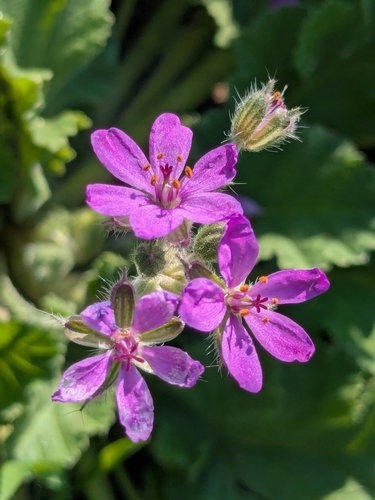 Mediterranean stork's bill