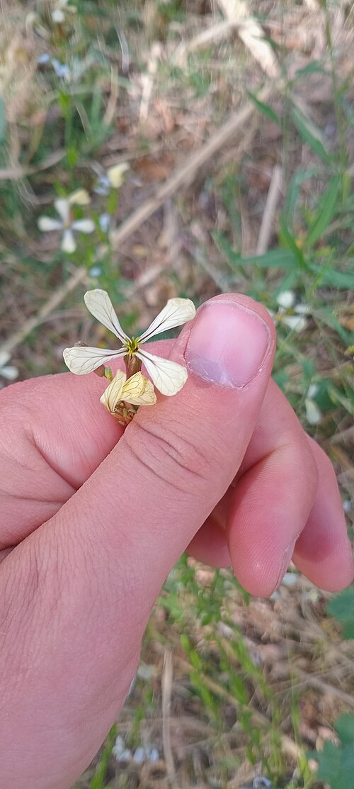 Rocketsalad: Eruca vesicaria