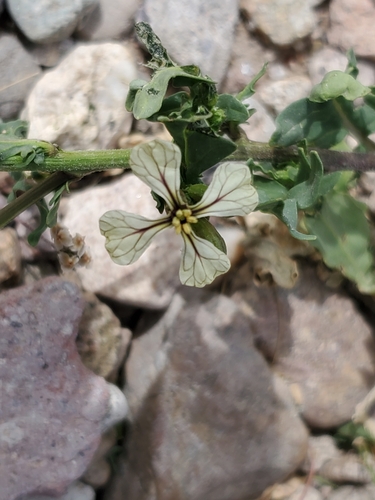 Rocketsalad (Eruca vesicaria)