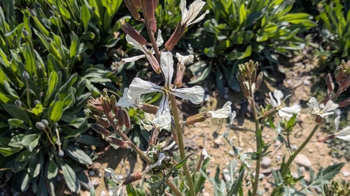 Rocketsalad (Eruca vesicaria)
