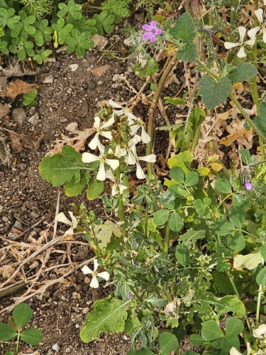 Rocketsalad (Eruca vesicaria)