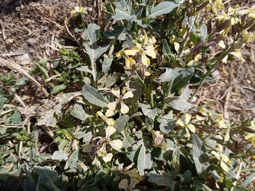 Rocketsalad (Eruca vesicaria)