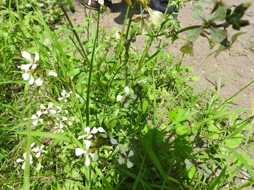 Rocketsalad (Eruca vesicaria)
