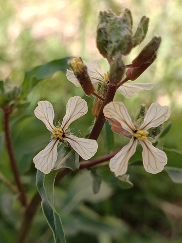 Rocketsalad (Eruca vesicaria)
