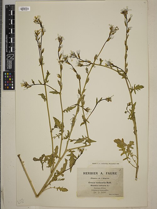 Rocketsalad: Specimen of Eruca vesicaria