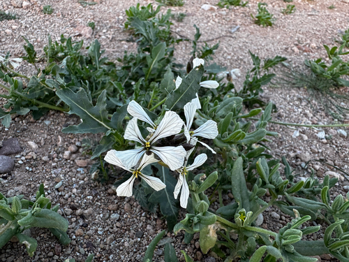 Rocketsalad (Eruca vesicaria)