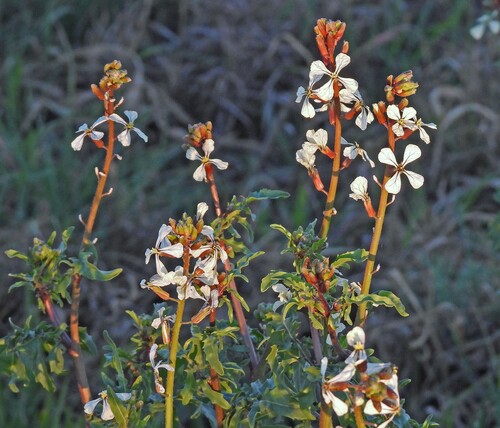 Rocketsalad (Eruca vesicaria)