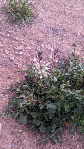 Rocketsalad (Eruca vesicaria)