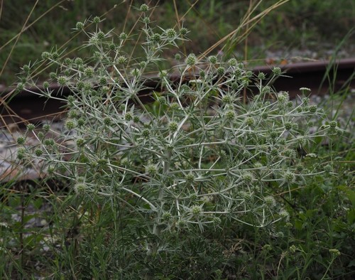 Field eryngo (Eryngium campestre)