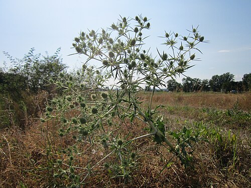 Field eryngo: Feld-Mannstreu ( Eryngium campestre ) im Hockenheimer Rheinbogen