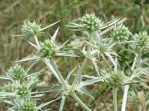Field eryngo: Feld-Mannstreu ( Eryngium campestre ) an der Steinern Straße (Elisabethenstraße) bei Mainz-Kastel