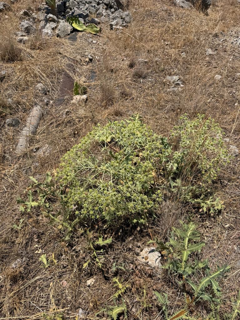 Field eryngo (Eryngium campestre)