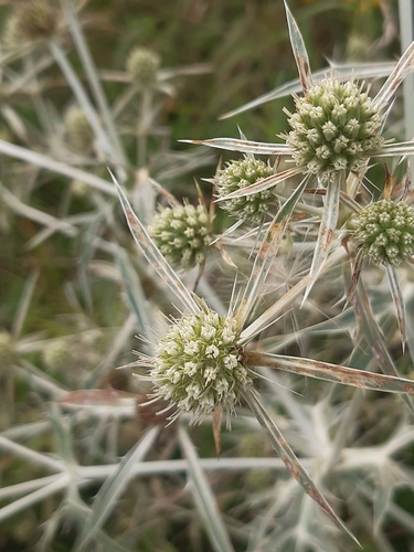 Field eryngo (Eryngium campestre)