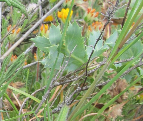 Field eryngo (Eryngium campestre)