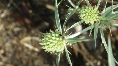 Field eryngo (Eryngium campestre)