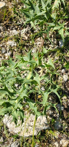 Field eryngo (Eryngium campestre)