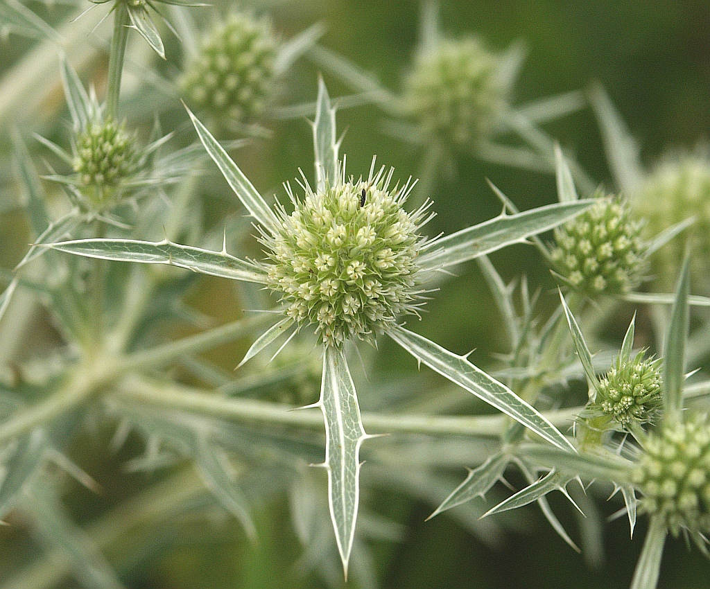 Field eryngo: Eryngium campestre , Tauberland, Germany
