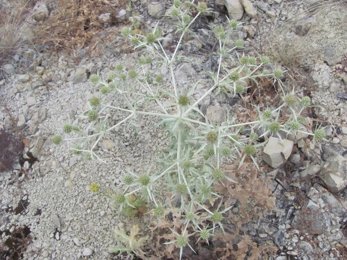 Field eryngo (Eryngium campestre)