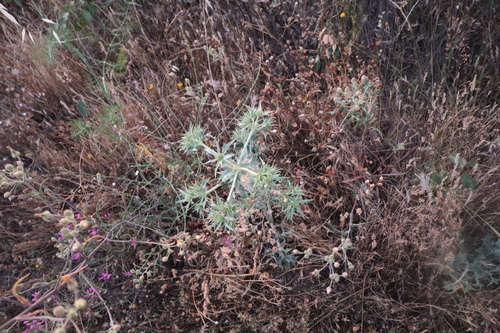 Field eryngo (Eryngium campestre)