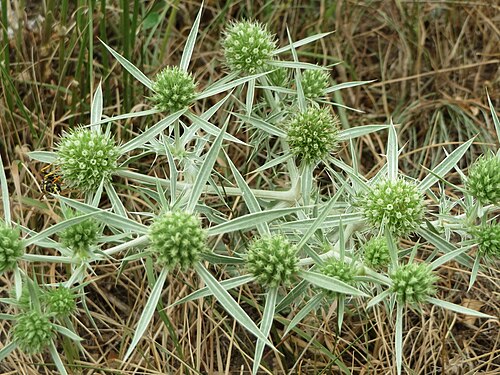 Field eryngo: Feld-Mannstreu ( Eryngium campestre ) an der Steinern Straße (Elisabethenstraße) bei Mainz-Kastel