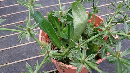 Mexican coriander: Eryngium foetidum. Common names: Culantro. False Coriander. 假香荽 (Chinese). See http://eol.org/pages/584334/names/common_names . Was labelled as "Parsley (Thai)"