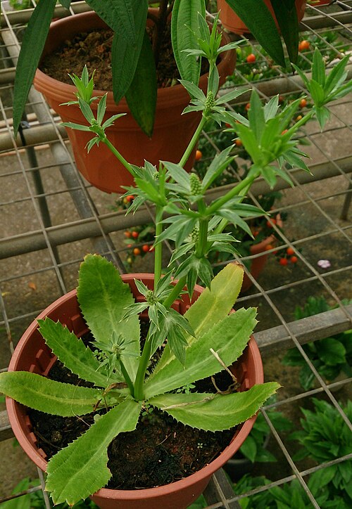 Mexican coriander: Eryngium foetidum. Common names: Culantro. False Coriander. 假香荽 (Chinese).