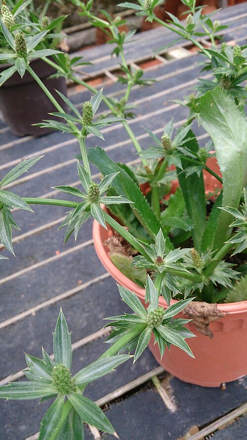 Mexican coriander: Eryngium foetidum. Common names: Culantro. False Coriander. 假香荽 (Chinese). See http://eol.org/pages/584334/names/common_names . Was labelled as "Parsley (Thai)"