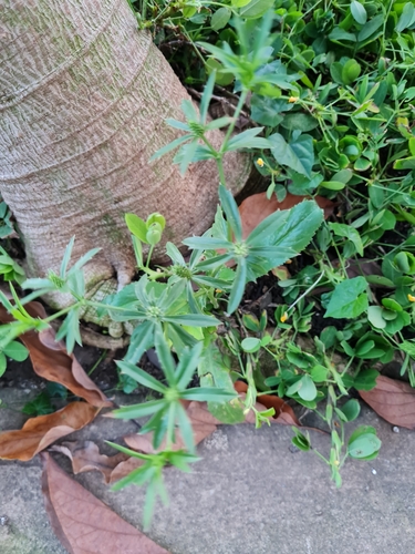 Mexican coriander (Eryngium foetidum)
