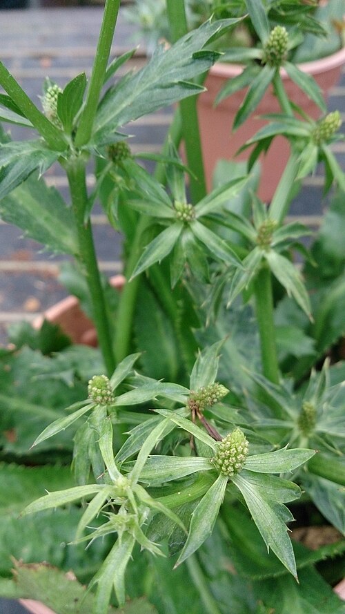 Mexican coriander: Eryngium foetidum. Common names: Culantro. False Coriander. 假香荽 (Chinese). See http://eol.org/pages/584334/names/common_names . Was labelled as "Parsley (Thai)"
