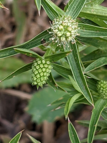 Mexican coriander (Eryngium foetidum)