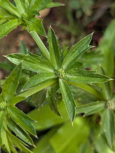 Mexican coriander (Eryngium foetidum)