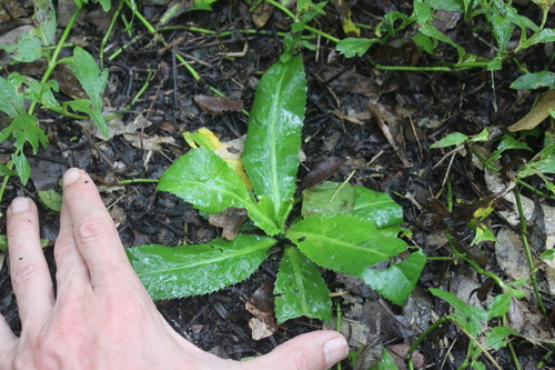 Mexican coriander (Eryngium foetidum)