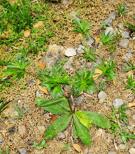 Mexican coriander (Eryngium foetidum)